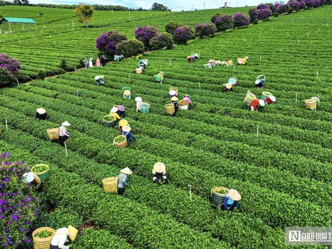 Thúc đẩy làn sóng chuyển đổi xanh trong khu vực hợp tác xã