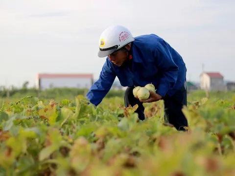 Vào mùa thu hoạch dưa, nông dân kiếm hàng chục triệu đồng mỗi vụ
