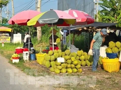 Cám cảnh 'trái cây vua': Tiểu thương thờ ơ, người trồng mỏi mòn chờ khách