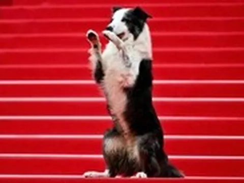 Giải Palm Dog kỷ niệm 25 năm tôn vinh các diễn viên bốn chân trên màn ảnh tại Cannes
