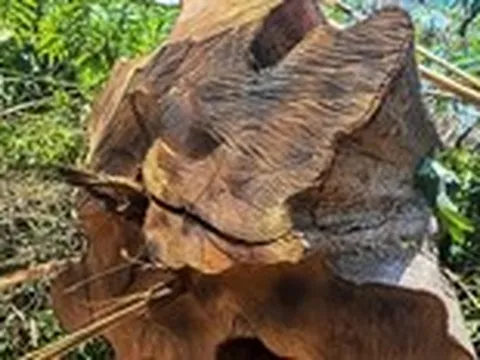 Tạm dừng xem xét khen thưởng tổng giám đốc Công ty Cao su Sa Thầy liên quan vụ phá rừng