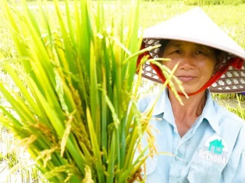Nông dân mất mùa vì hàng chục ha lúa không chịu… "cúi đầu"