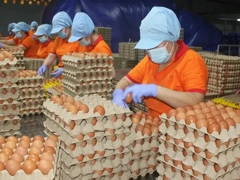 Đề nghị xác minh, xử lý nghiêm việc bịa đặt về trứng gà giả khiến người nông dân điêu đứng