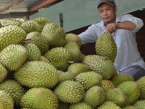 Tiền Giang áp dụng hiệu quả nhiều biện pháp kỹ thuật phát triển sầu riêng