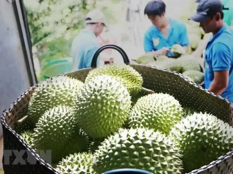 Thêm cơ hội cho sầu riêng Việt tại Trung Quốc