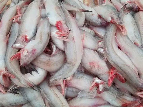 Loại cá rẻ như khoai, từng đem cho lợn ăn nay thành đặc sản, giá trên 200.000 đồng/kg