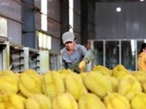Kiểm soát chặt chất lượng sầu riêng từ khâu trồng trọt đến từng container xuất khẩu