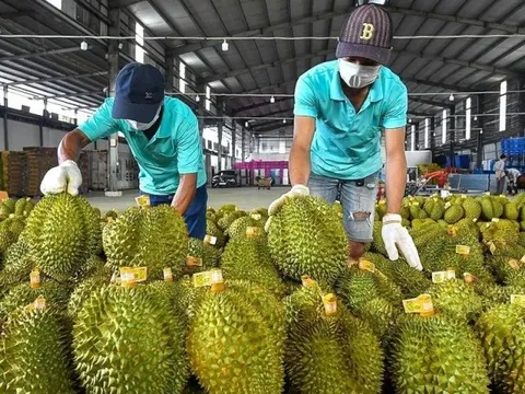 Sầu riêng Thái đi luồng xanh vào thẳng Trung Quốc, vì sao ‘vua trái cây’ Việt vẫn mãi loay hoay?