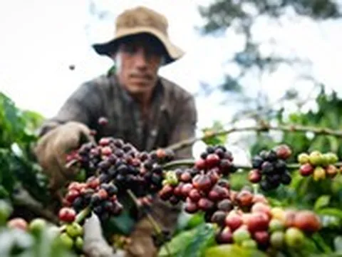 Sản lượng cà phê của Việt Nam đã đạt gần 2 triệu tấn