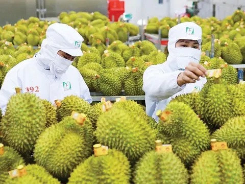 Bộ trưởng Đỗ Đức Duy nói thẳng 4 'nhức nhối' của sầu riêng Việt Nam