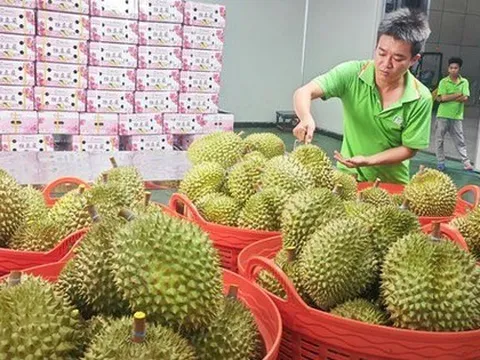 Cục Hải quan chỉ đạo ưu tiên thông quan mặt hàng sầu riêng