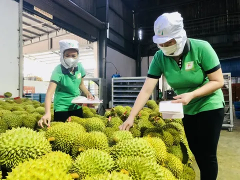 Ưu tiên thông quan sầu riêng