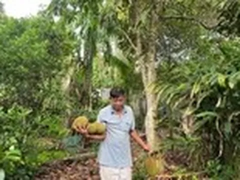 Nhớ ngày Tết Đoan ngọ ‘giết sâu bọ’ cho cây trái sum sê