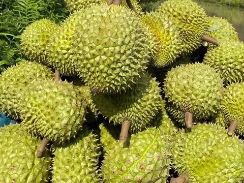 Thủ tướng chỉ đạo các giải pháp khắc phục tình trạng "được mùa mất giá"
