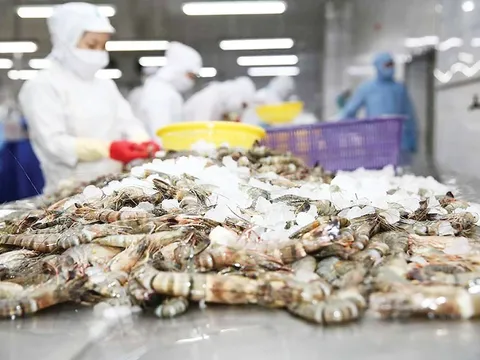 Trung Quốc đặc biệt yêu thích tôm hùm Việt Nam