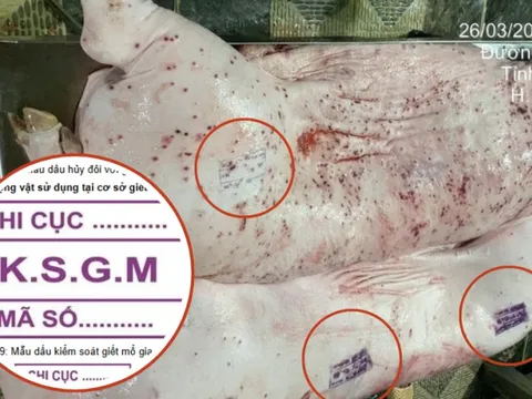 Vụ C.P. Việt Nam bị tố bán heo bệnh: Các mẫu dấu đóng trên thịt gia súc nói lên điều gì?