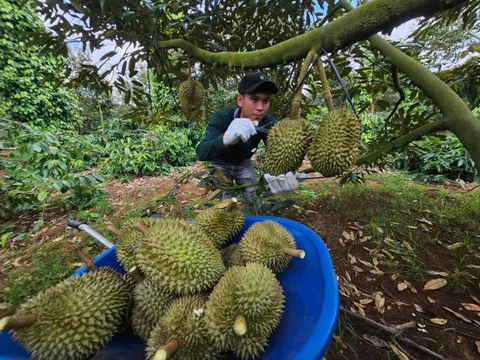 Đại phẫu 'vua' trái cây tỷ USD - bài 3: Nỗi lo chính vụ
