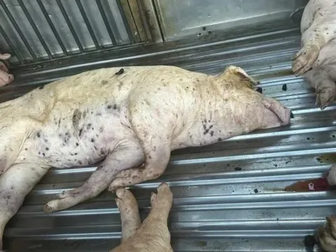 Lời khai của tài xế xe tải mua lợn chết đưa đến lò mổ tiêu thụ
