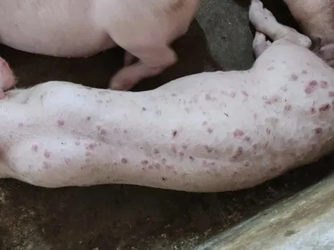 Lợn phải tiêu hủy do dịch bệnh được hỗ trợ 40.000 đồng/kg hơi