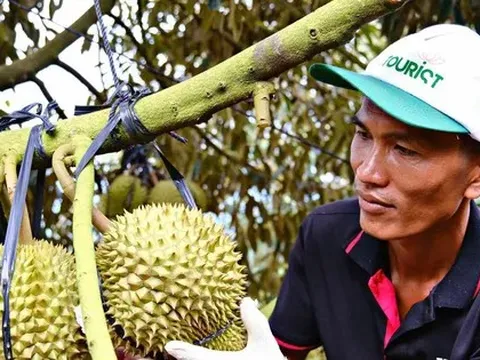 Cảnh trái ngược trên thị trường sầu riêng Lâm Đồng