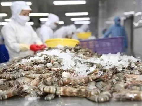 Mỹ áp thuế chống bán phá giá với tôm Việt lên tới 35,29%