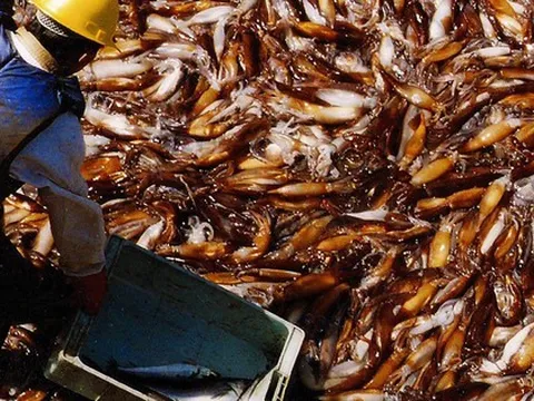 Kho báu dưới nước của Việt Nam sang Thái Lan đắt hàng kỷ lục: thu về hơn 200 triệu USD, Nhật Bản, Mỹ liên tục chốt đơn