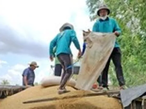 Không dễ tăng lượng gạo Việt xuất khẩu sang Nhật dù nước bạn đang thiếu, vì sao?