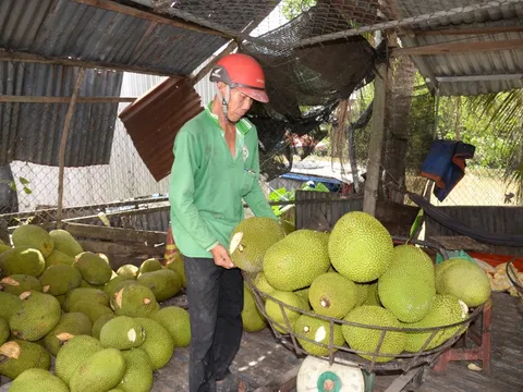 Mít Thái rẻ chưa từng thấy