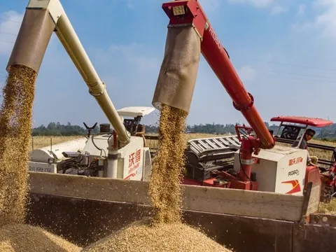 Hàng trăm nghìn tấn 'hạt vàng' từ Mỹ ồ ạt đổ bộ Việt Nam với giá cực rẻ: thuế nhập khẩu 0%, là thứ cả thế giới thèm khát