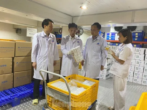 Indonesia nhập khẩu vắc xin dịch tả lợn châu Phi của Việt Nam