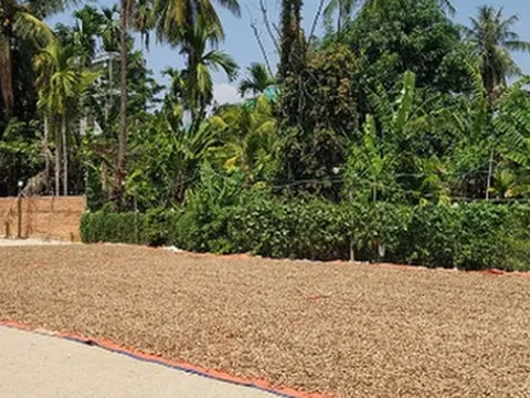 'Hạt vàng' từ Campuchia tràn về Việt Nam: Thuế suất 0% tiếp sức cho ngành xuất khẩu tỷ đô