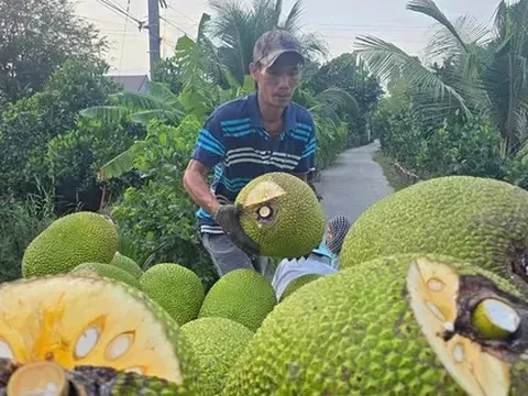 Nhiều loại trái cây rớt giá 'không lối thoát'