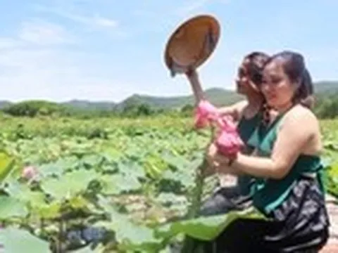 Đẹp ngỡ ngàng mùa sen Trà Lý, du khách ùn ùn đến check-in