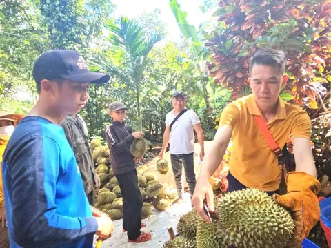 Sầu riêng nhiễm chất cấm sắp 'hết cửa' ở Đắk Lắk
