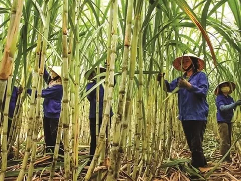 Đường tồn đọng chưa từng có, nhiều nhà máy 'cháy' kho