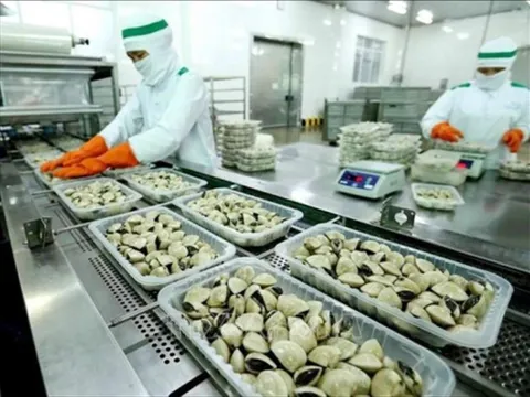 Trung Quốc chi 8 triệu USD mua nghêu Việt Nam