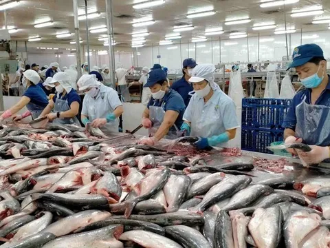 Cá tra, cá basa Việt Nam nhận tin vui từ thuế quan Mỹ