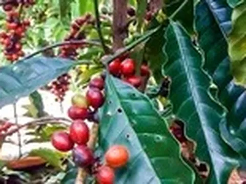 Giá cà phê bất ngờ bật tăng sau chuỗi ngày giảm liên tục