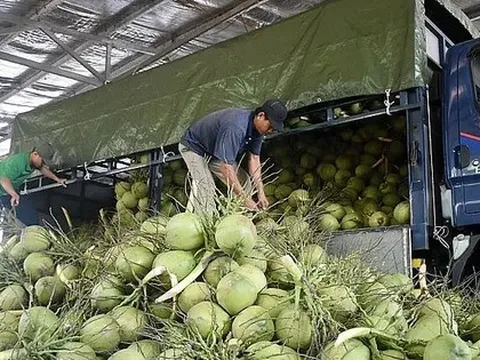 Vì sao Việt Nam vừa phải chi khoản tiền rất lớn nhập khẩu dừa?