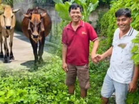Hai con bò đi lạc và cái kết có hậu