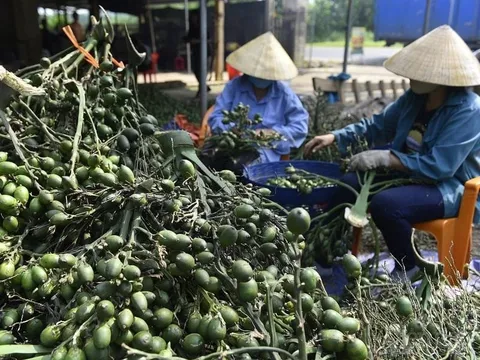 Việt Nam nhập khẩu rất nhiều cau Trung Quốc làm gì?