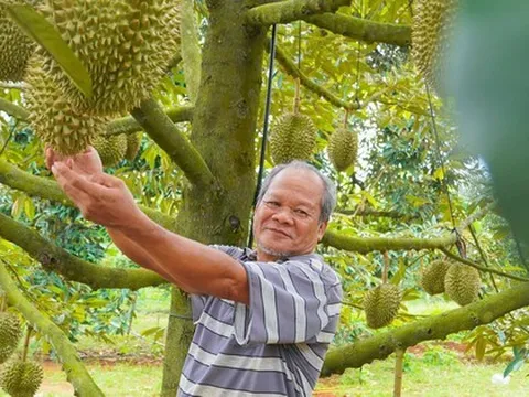 Hình ảnh nông dân Bà Rịa - Vũng Tàu tất bật thu hoạch sầu riêng xuất khẩu đi Trung Quốc