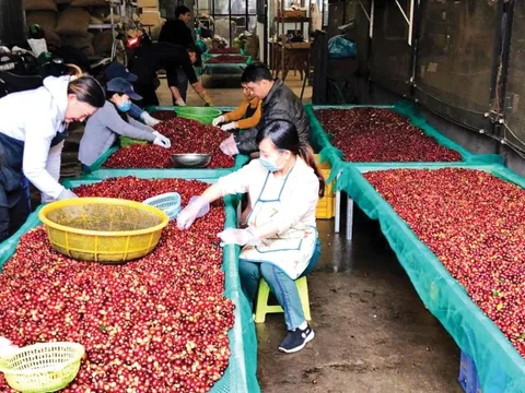 Lý do giá cà phê lao dốc