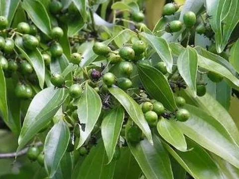 Việt Nam sở hữu hơn 180.000 ha 'sản vật' quý hiếm của thế giới, thu về 123 triệu USD kể từ đầu năm