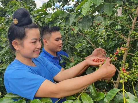 Kiến tạo giá trị nông sản Tây Bắc: Từ sản xuất thông minh đến “quốc bảo” dưới tán rừng