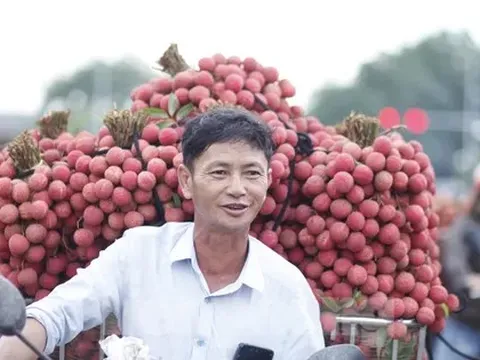 Vải thiều Bắc Ninh vào khu công nghiệp, doanh nghiệp FDI đăng ký mua tới tấp