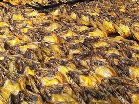 Cả thế giới tranh nuôi nhưng chỉ Việt Nam tạo nên ngành công nghiệp tỷ đô từ "mỏ vàng" này - chiếm 95% thị phần toàn cầu