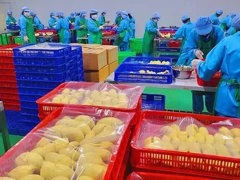 Xuất khẩu hơn 14.000 tấn sầu riêng đông lạnh