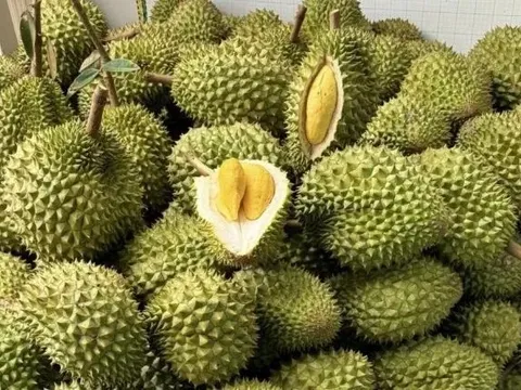 Sầu riêng Việt đón chuyên gia Trung Quốc: Cú hích xuất khẩu, "mở khóa" thị trường tỷ đô
