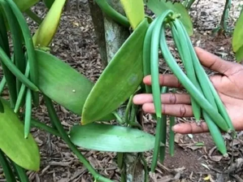 Loại quả đắt đỏ bậc nhất thế giới, từng có giá 15 triệu đồng/kg, ở Việt Nam có người trồng thành công